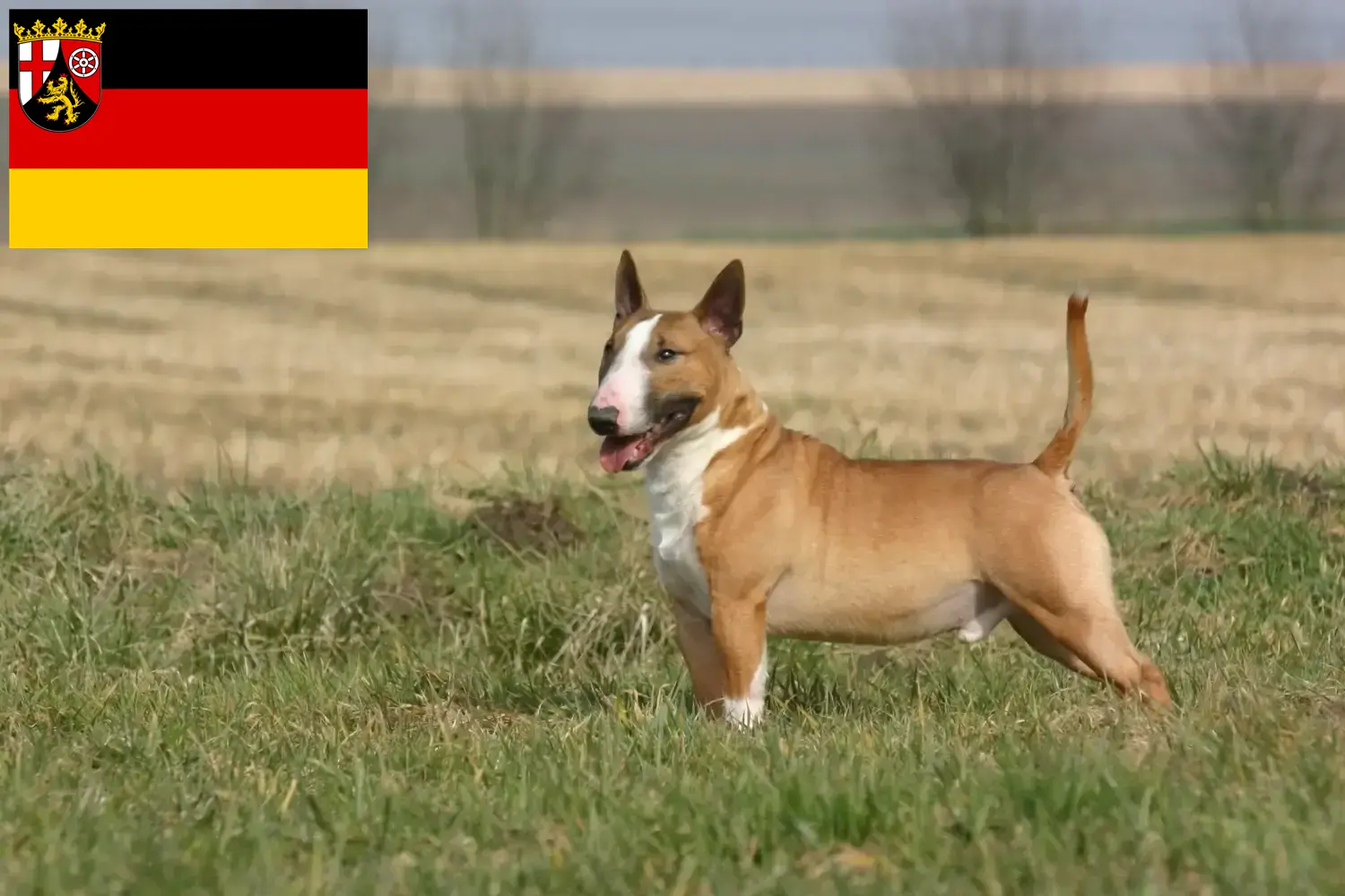 Bull Terrier puppies and breeders Rhineland-Palatinate Here you can find Bull Terrier breeders in Rhineland-Palatinate.