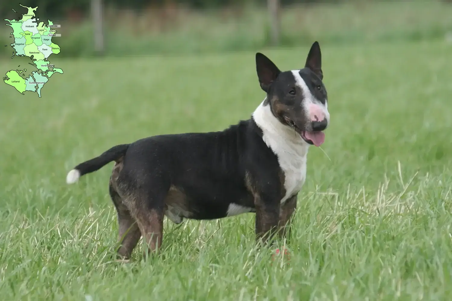 Bull Terrier puppies and breeders Sjælland Find Bull Terrier breeders in Sjælland.