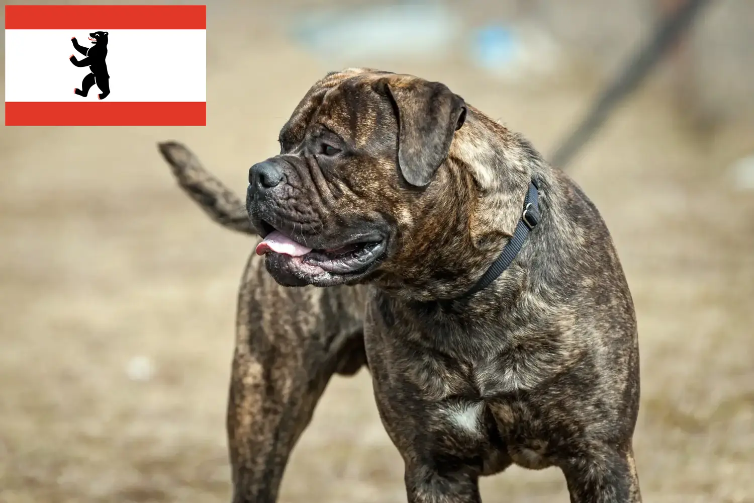 Bullmastiff puppies and breeders Berlin Here you can find Bullmastiff breeders in Berlin.