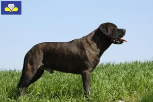 Read more about the article Bullmastiff breeders and puppies in the Brussels-Capital Region