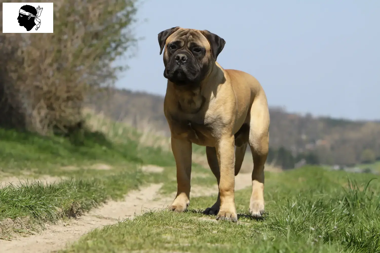 Bullmastiff puppies and breeders Corsica Here you can find Bullmastiff breeders in Corsica.