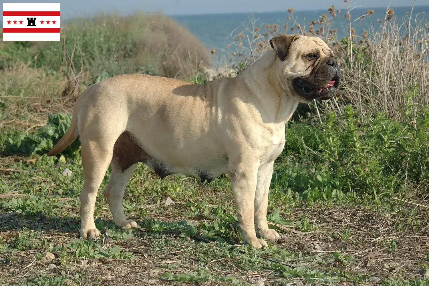 Bullmastiff puppies and breeders Drenthe Find Bullmastiff breeders in Drenthe here.