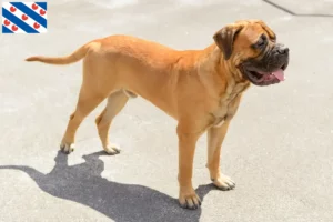 Read more about the article Bullmastiff breeders and puppies in Friesland