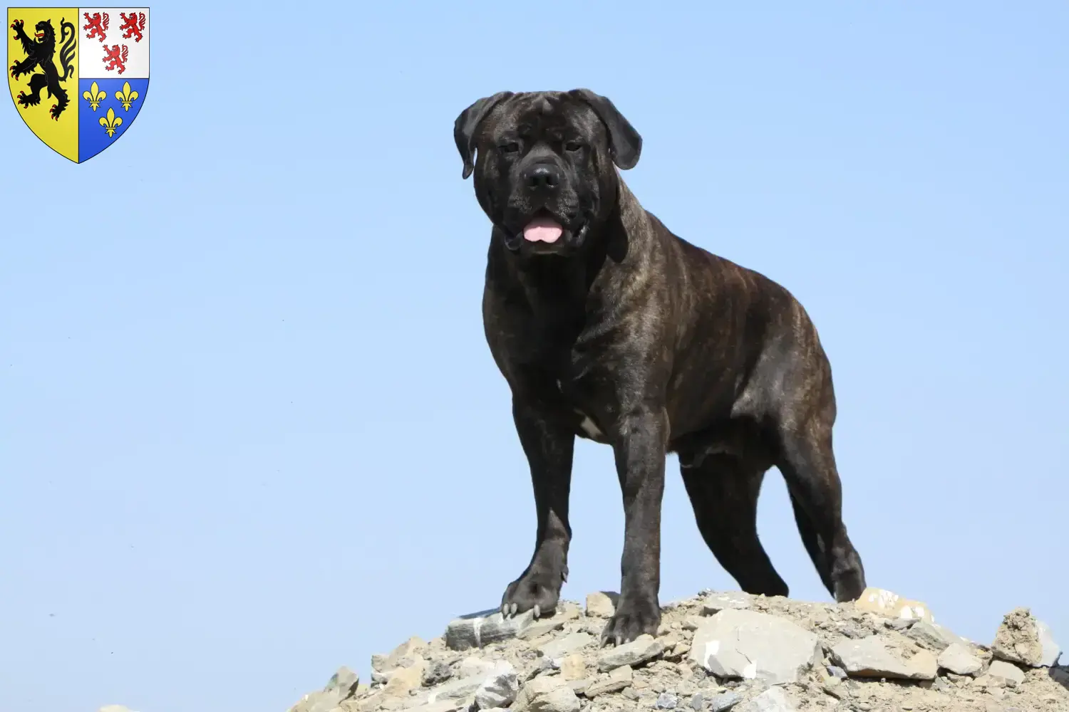 Bullmastiff puppies and breeders Hauts-de-France Find Bullmastiff breeders in Hauts-de-France here.