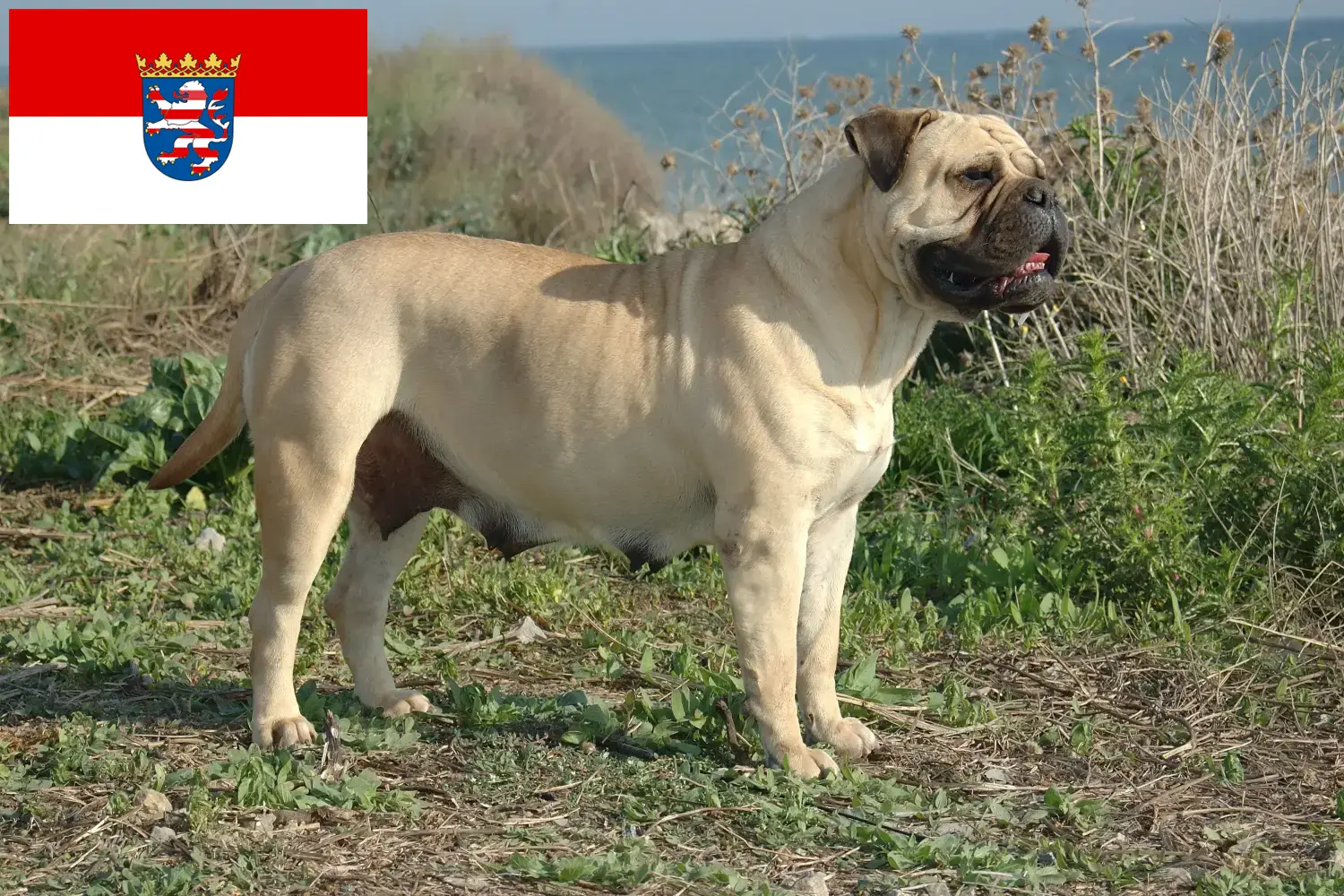 Bullmastiff puppies and breeders Hessen Here you can find Bullmastiff breeders in Hessen.