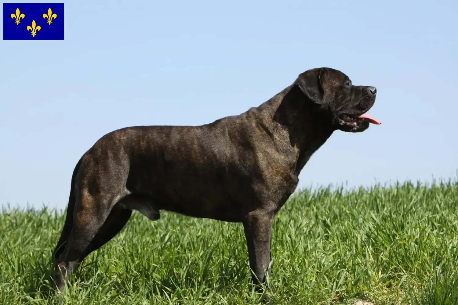 Bullmastiff puppies and breeders Île-de-France Here you can find Bullmastiff breeders in Île-de-France.