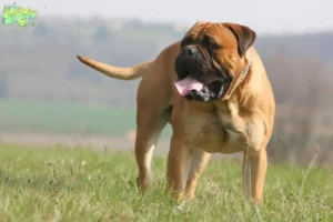 Read more about the article Bullmastiff breeders and puppies in Midtjylland