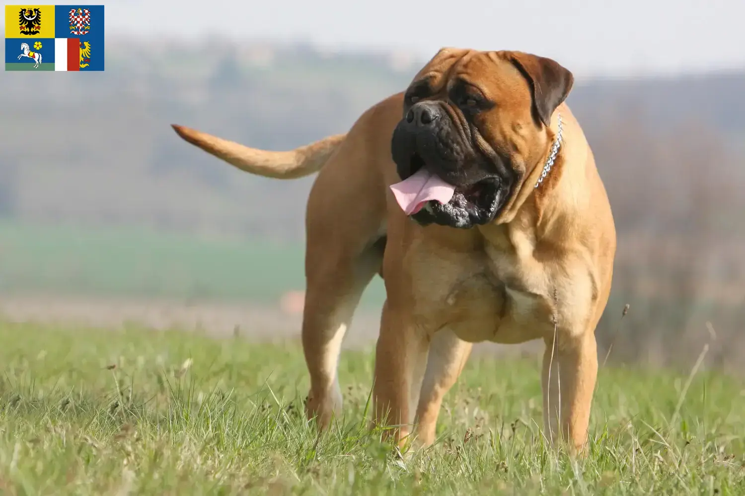 Bullmastiff puppies and breeder Moravia-Silesia Here you can find Bullmastiff breeders in Moravia-Silesia.