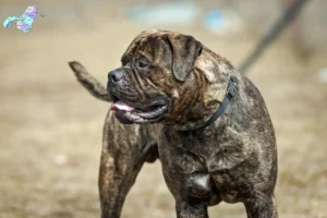 Read more about the article Bullmastiff breeders and puppies in Nordjylland