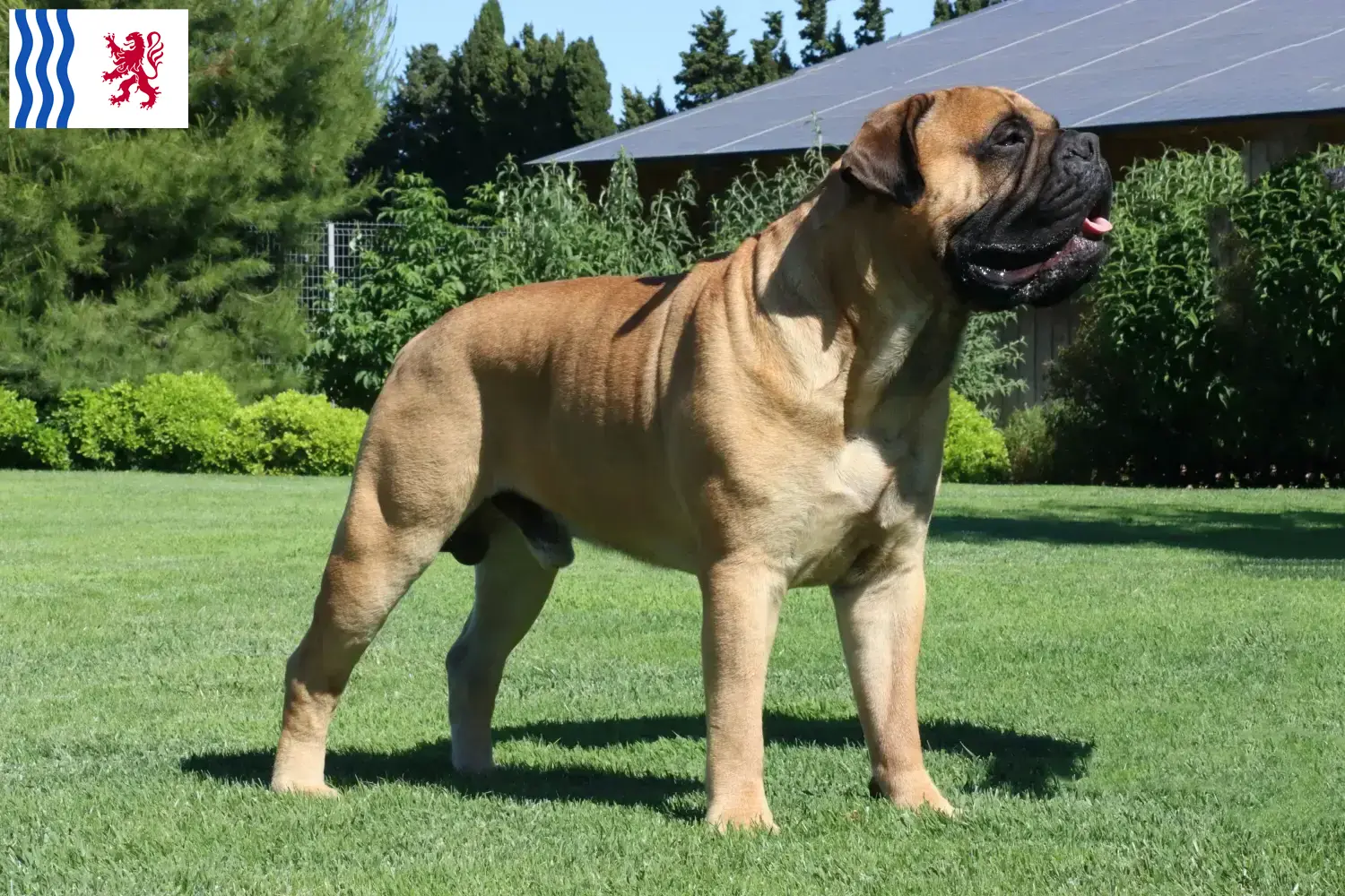 Bullmastiff puppies and breeder Nouvelle-Aquitaine Find Bullmastiff breeders in Nouvelle-Aquitaine.