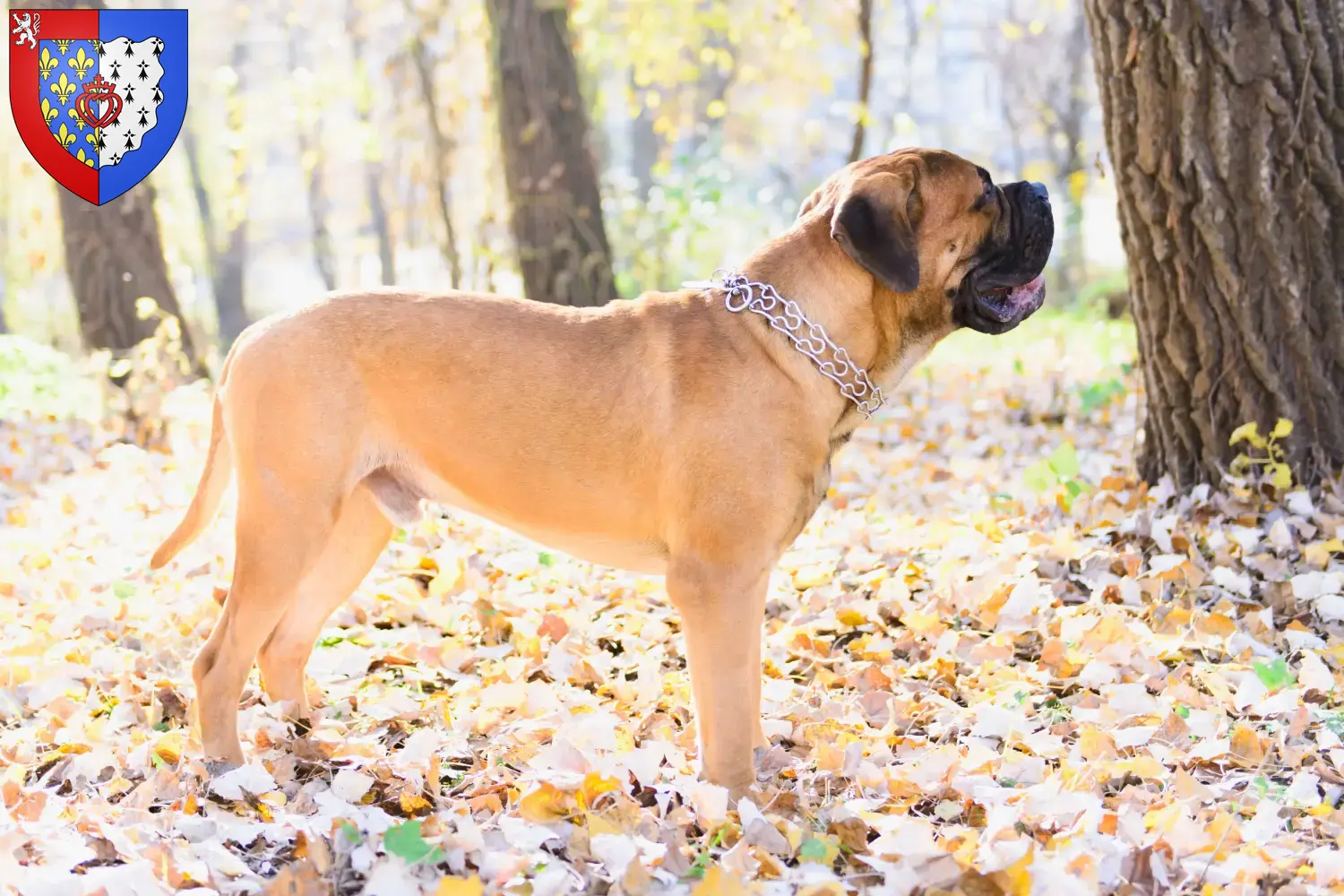 Bullmastiff puppies and breeders Pays de la Loire Find Bullmastiff breeders in Pays de la Loire here.