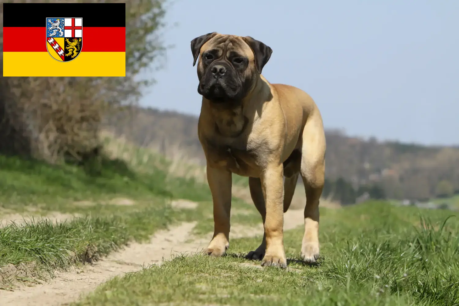 Bullmastiff puppies and breeders Saarland Here you can find Bullmastiff breeders im Saarland.