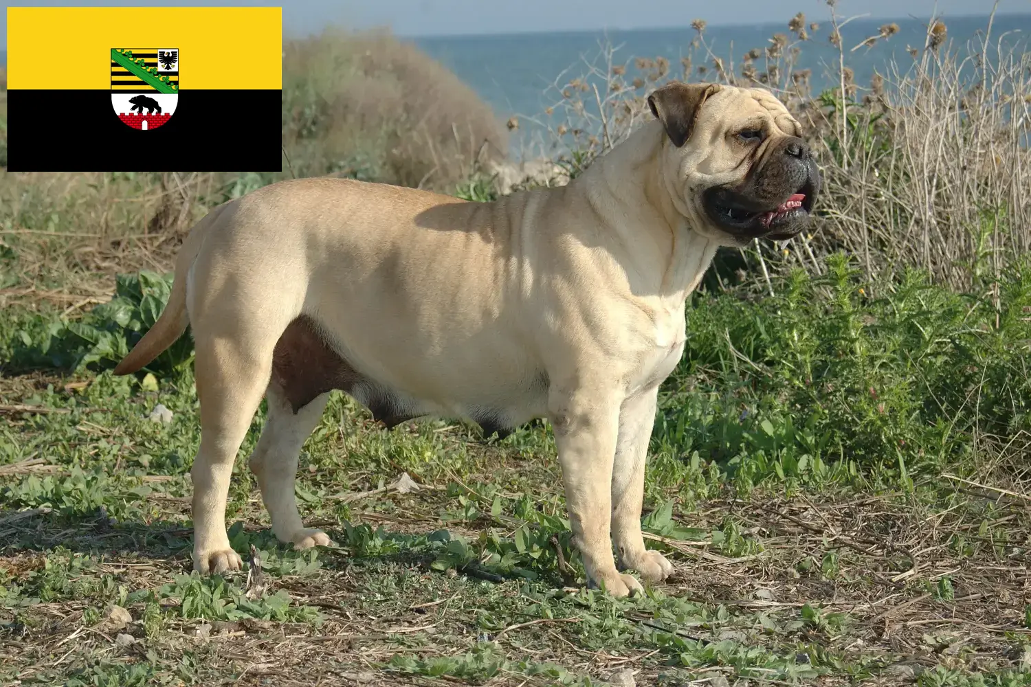 Bullmastiff puppies and breeders Saxony-Anhalt Here you can find Bullmastiff breeders in Saxony-Anhalt.