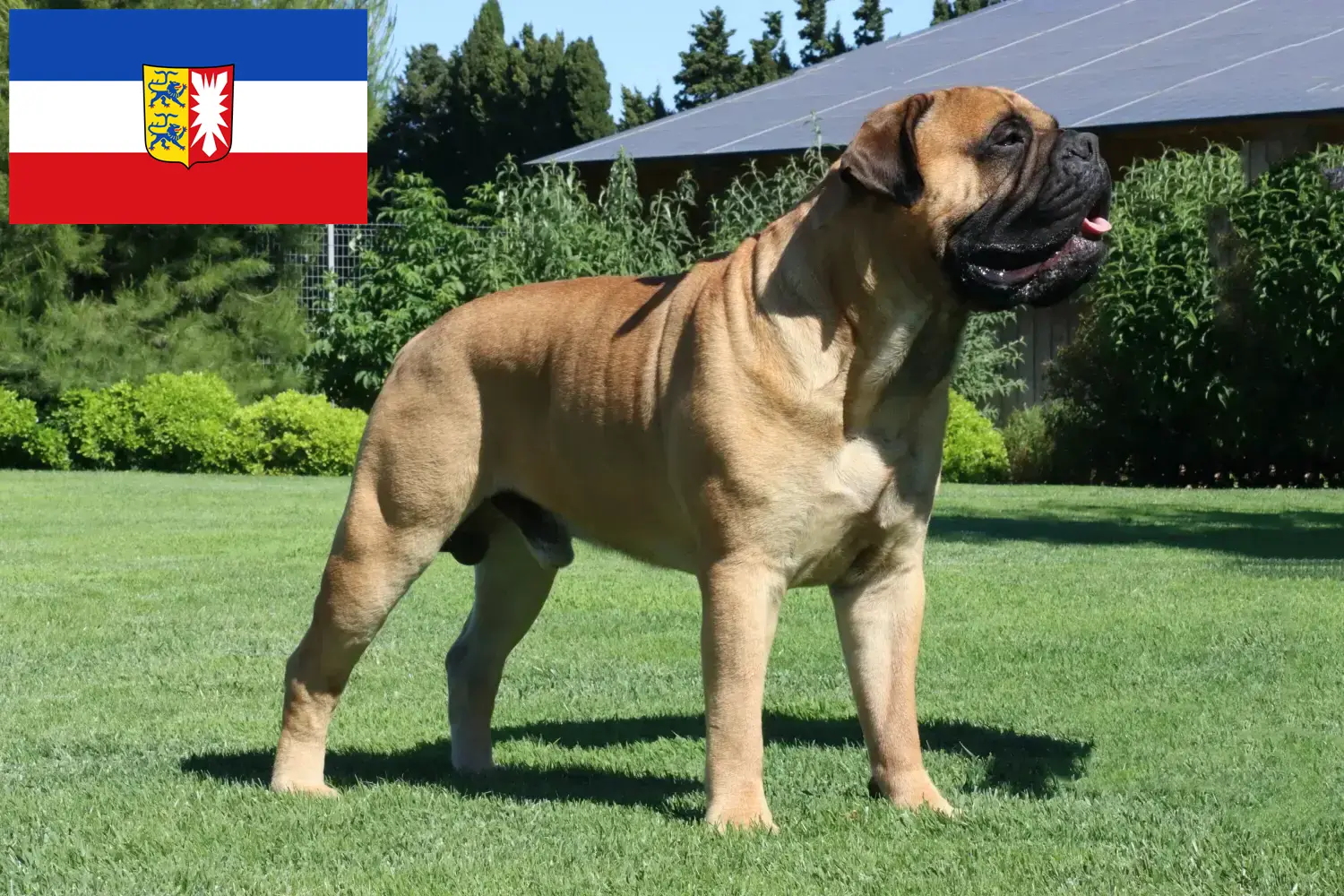Bullmastiff puppies and breeders Schleswig-Holstein Here you can find Bullmastiff breeders in Schleswig-Holstein.