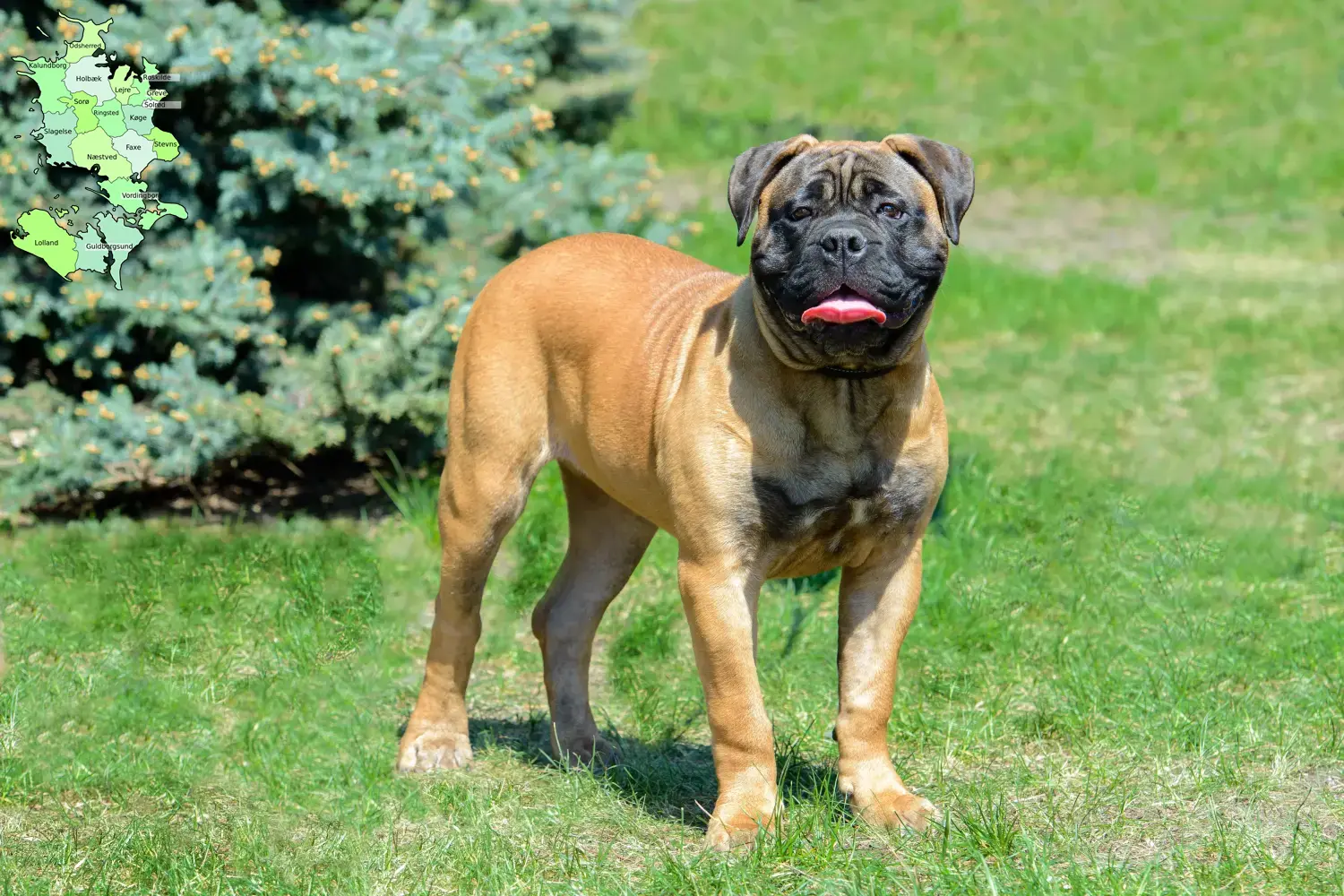 Bullmastiff puppies and breeders Sjælland Find Bullmastiff breeders in Sjælland.