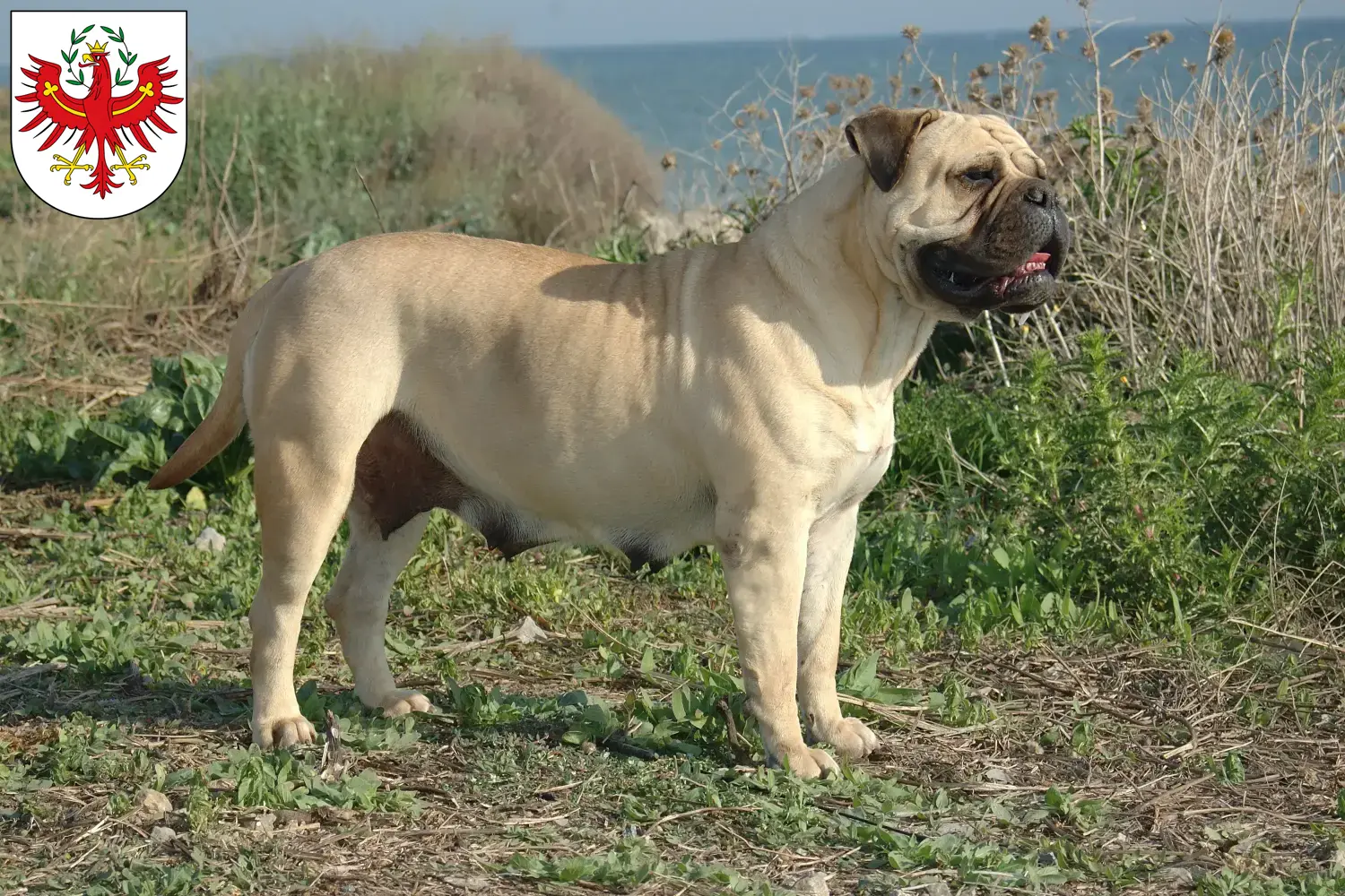 Read more about the article Bullmastiff breeders and puppies in Tyrol