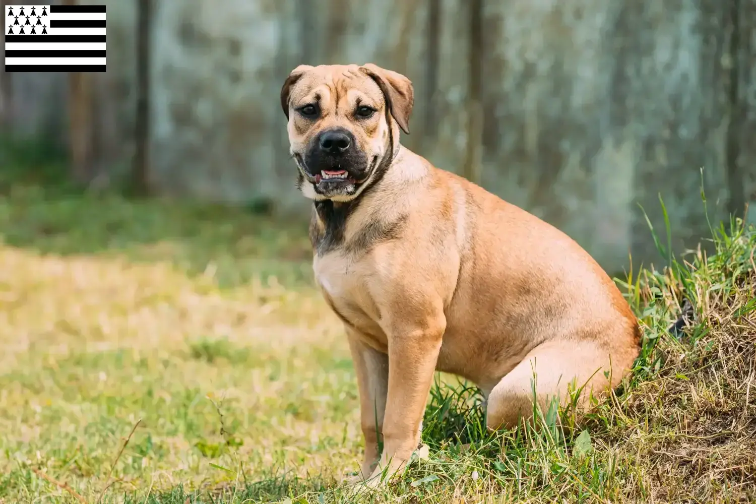 Ca de Bou puppies and breeders Brittany Here you can find Ca de Bous breeders in Brittany .