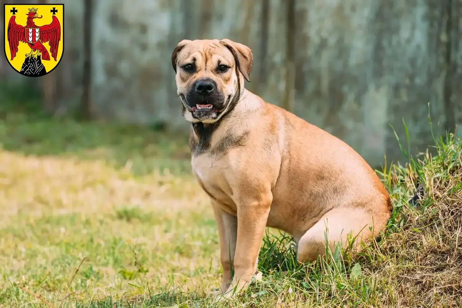 Ca de Bou puppies and breeders Burgenland Here you can find Ca de Bous breeders im Burgenland.