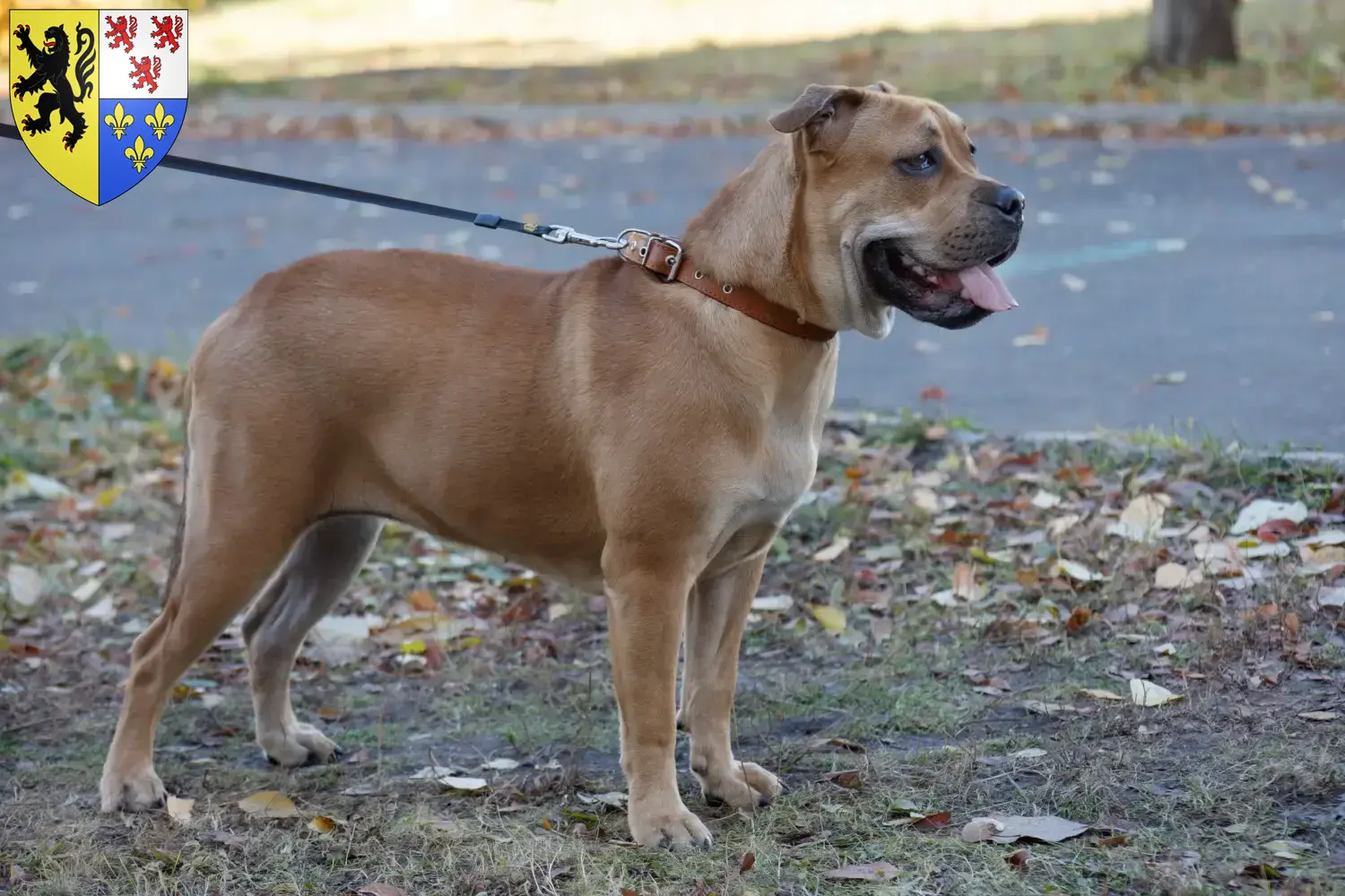 Ca de Bou puppies and breeders Hauts-de-France Here you can find Ca de Bous breeders in Hauts-de-France.
