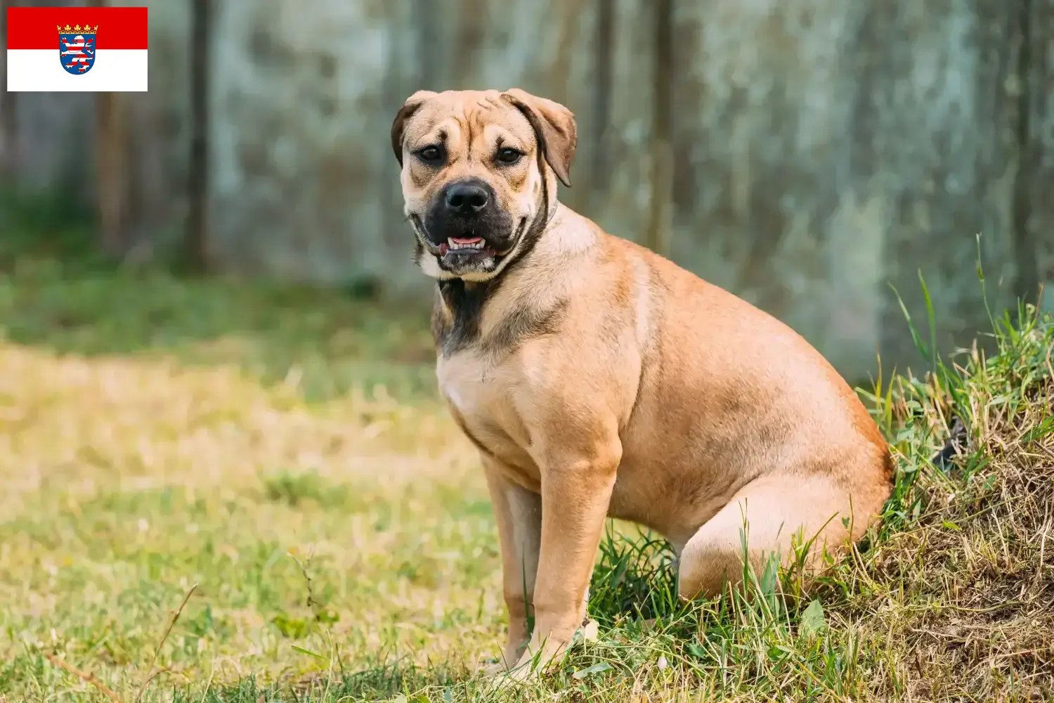 Ca de Bou puppies and breeders Hessen Here you can find Ca de Bous breeders in Hessen.