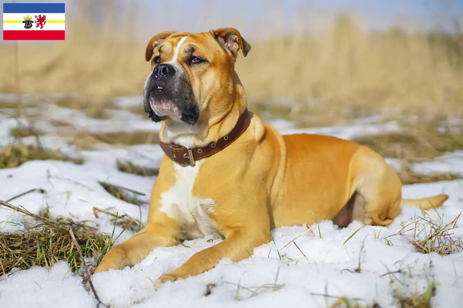 Ca de Bou puppies and breeders Mecklenburg-Vorpommern Here you can find Ca de Bous breeders in Mecklenburg-Vorpommern.