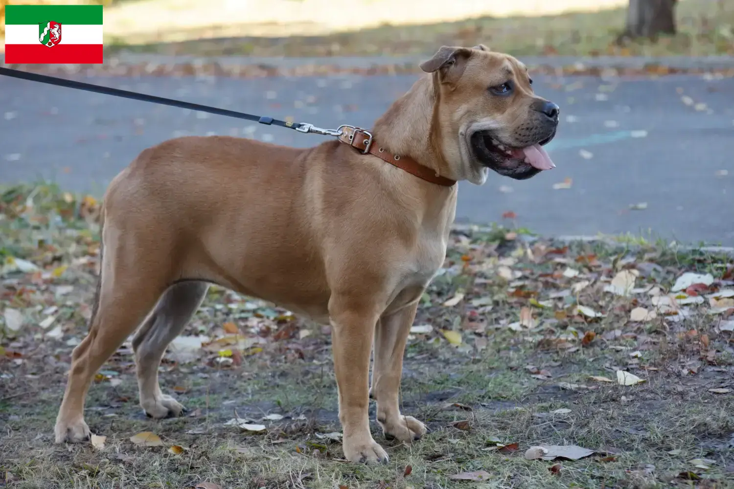 Ca de Bou puppies and breeders North Rhine-Westphalia Here you can find Ca de Bous breeders in North Rhine-Westphalia.