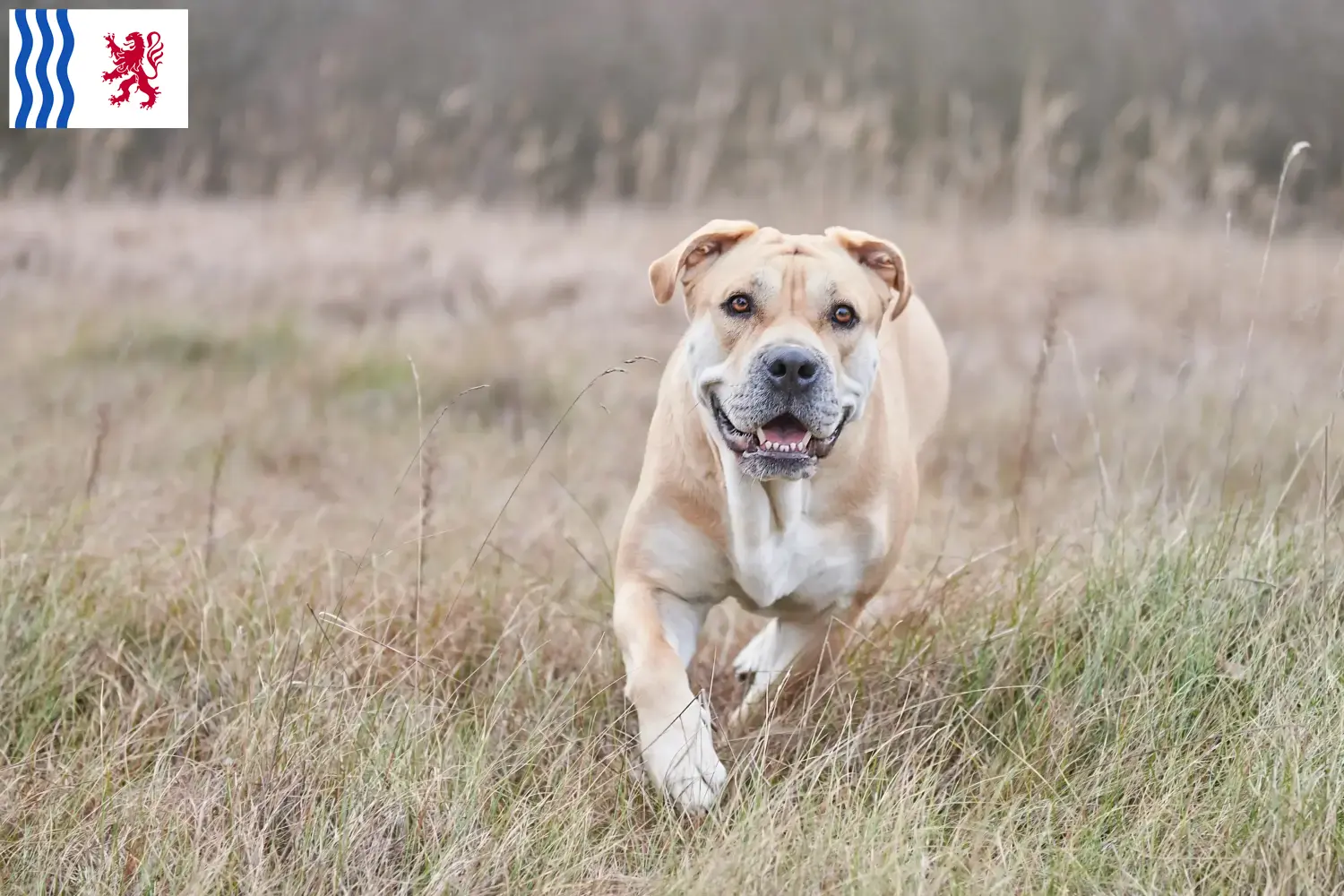 Ca de Bou puppies and breeder Nouvelle-Aquitaine Here you can find Ca de Bous breeders in Nouvelle-Aquitaine.