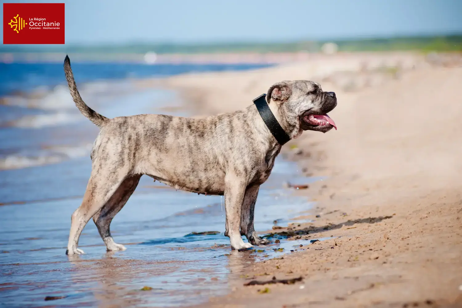 Ca de Bou puppies and breeders Occitania Here you can find Ca de Bous breeders in Occitania.