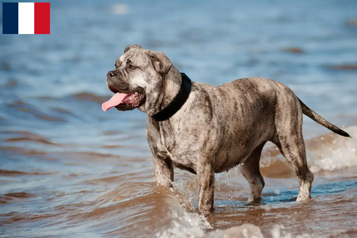 Ca de Bou puppies and breeders Réunion Here you can find Ca de Bous breeders auf Réunion.