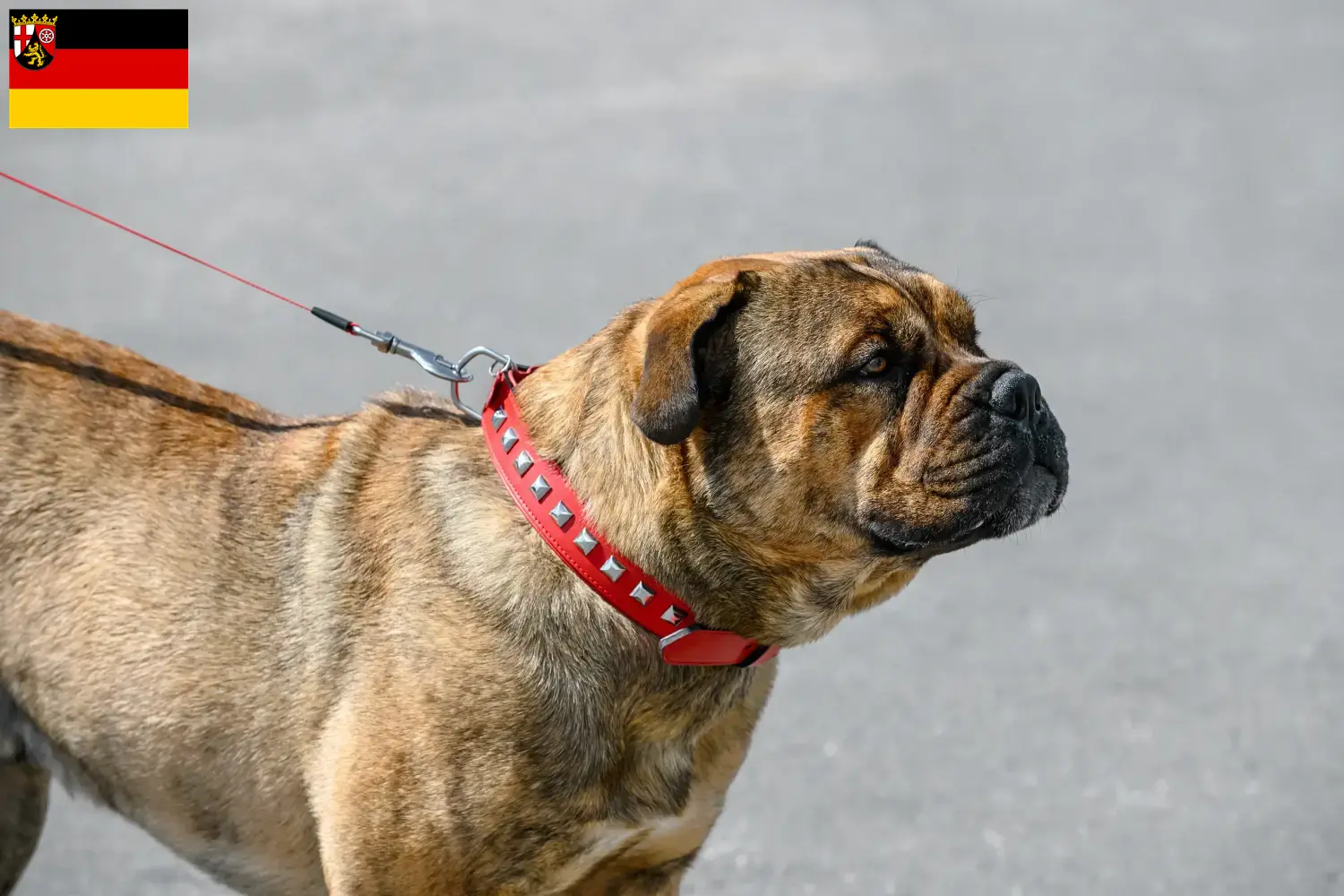 Ca de Bou puppies and breeders Rhineland-Palatinate Here you can find Ca de Bous breeders in Rhineland-Palatinate.