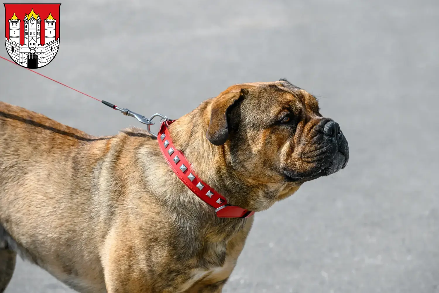 Ca de Bou puppies and breeders Salzburg Here you can find Ca de Bous breeders in Salzburg.