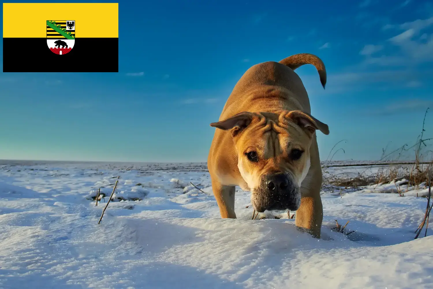 Ca de Bou puppies and breeders Saxony-Anhalt Here you can find Ca de Bous breeders in Saxony-Anhalt.