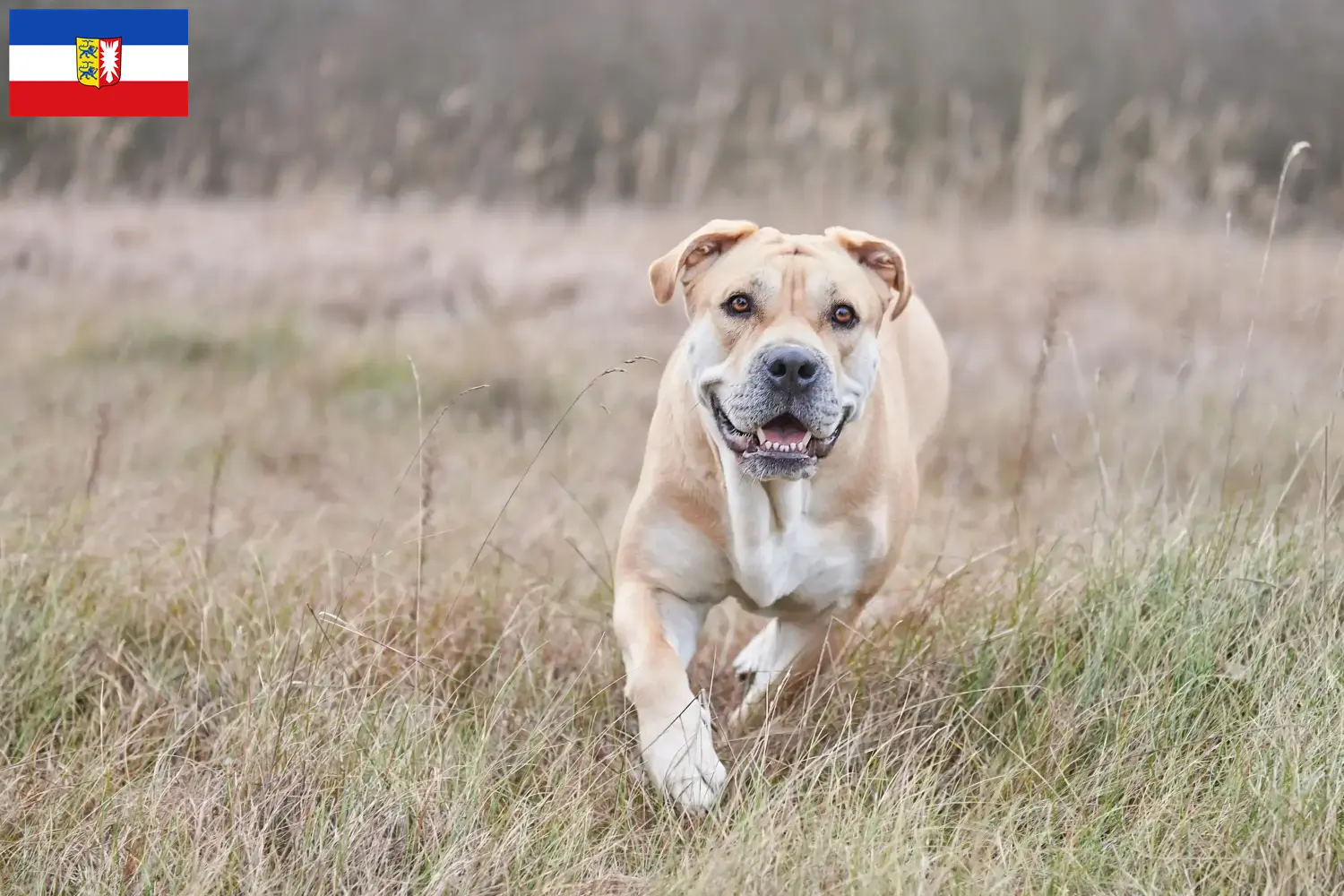 Ca de Bou puppies and breeders Schleswig-Holstein Here you can find Ca de Bous breeders in Schleswig-Holstein.