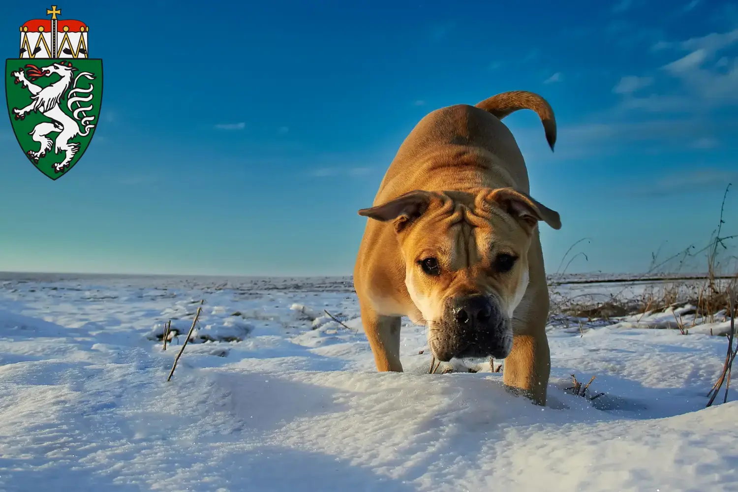 Ca de Bou puppies and breeders Styria Here you can find Ca de Bous breeders in Styria.