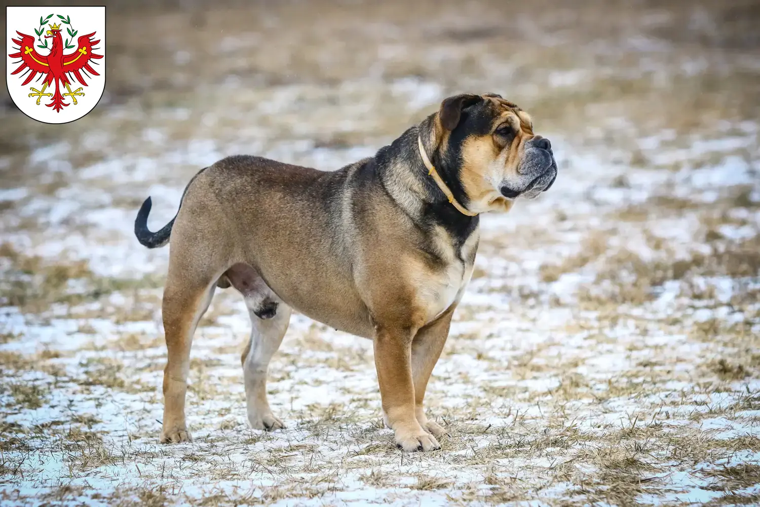 Ca de Bou puppies and breeders Tyrol Here you can find Ca de Bous breeders in Tyrol.