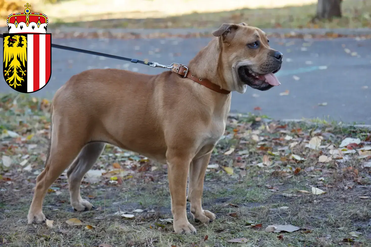 Ca de Bou puppies and breeders Upper Austria Here you can find Ca de Bous breeders in Upper Austria.