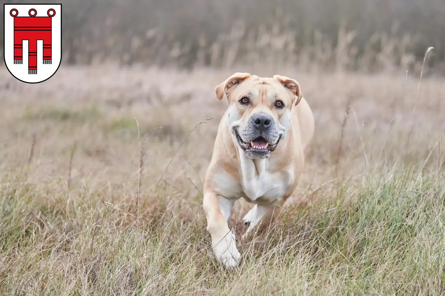 Ca de Bou puppies and breeders Vorarlberg Here you can find Ca de Bous breeders in Vorarlberg.