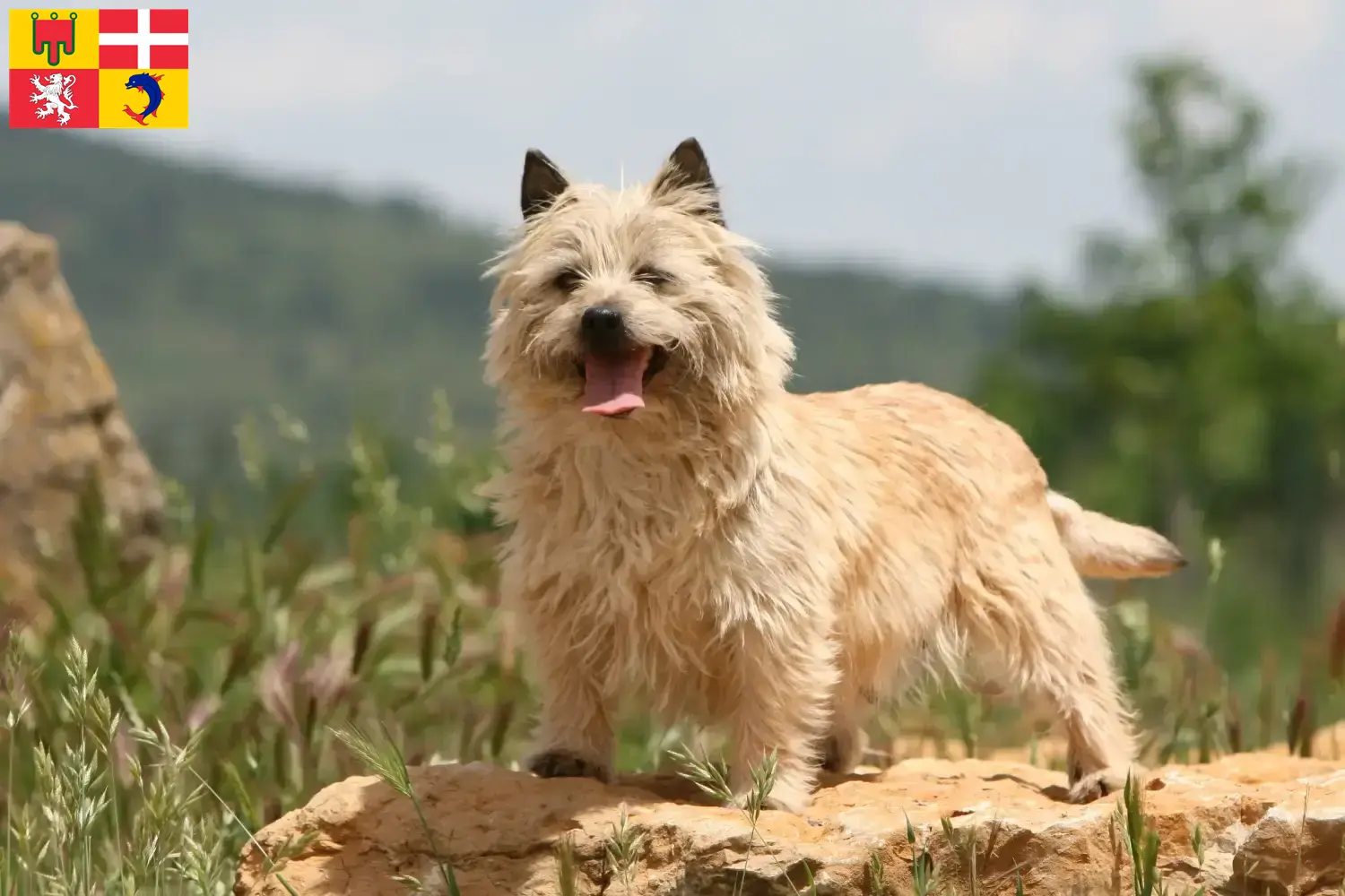 Cairn Terrier puppies and breeders Auvergne-Rhône-Alpes Find Cairn Terrier breeders in Auvergne-Rhône-Alpes.