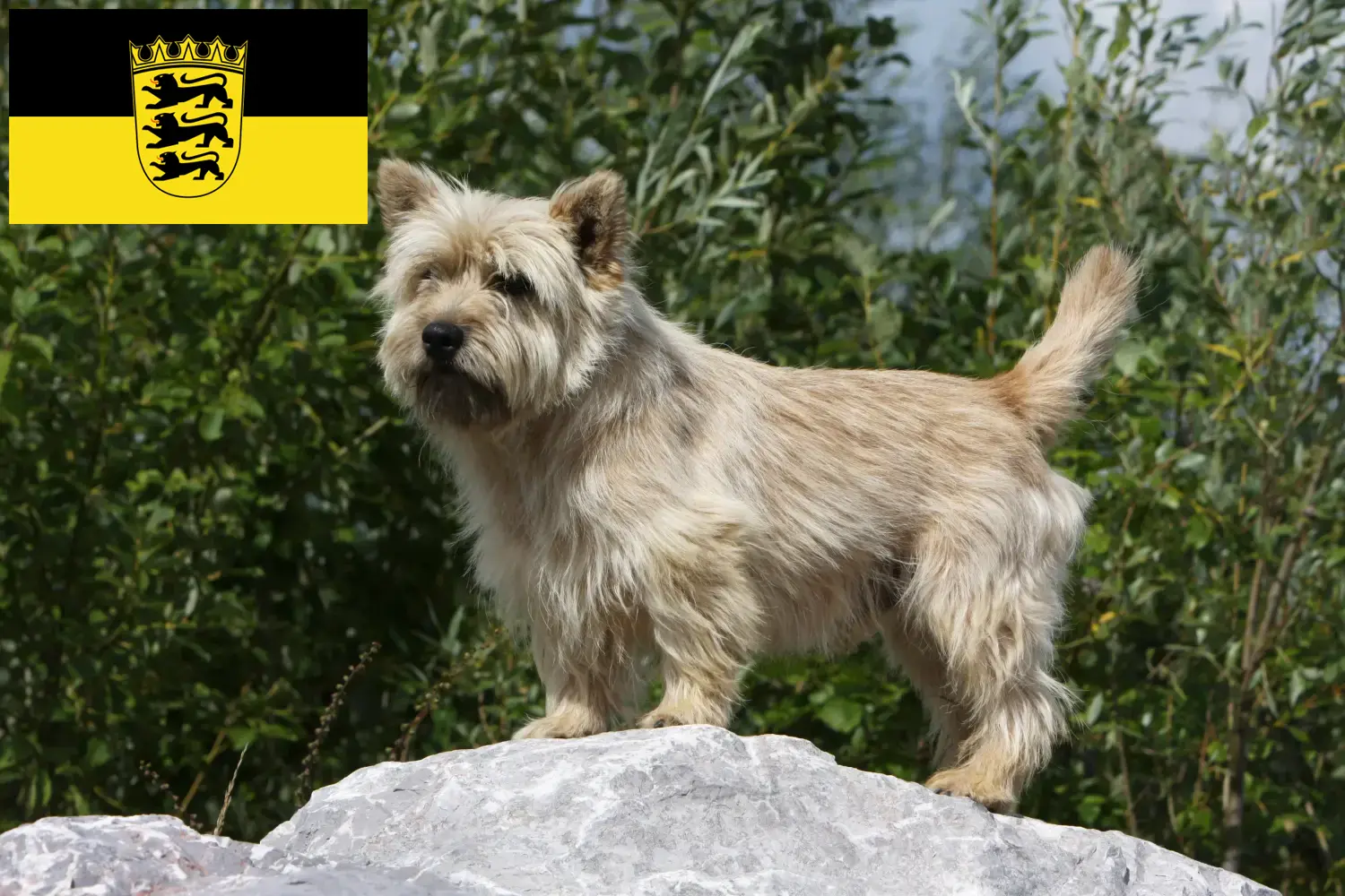 Cairn Terrier puppies and breeders Baden-Württemberg Here you can find Cairn Terrier breeders in Baden-Württemberg.