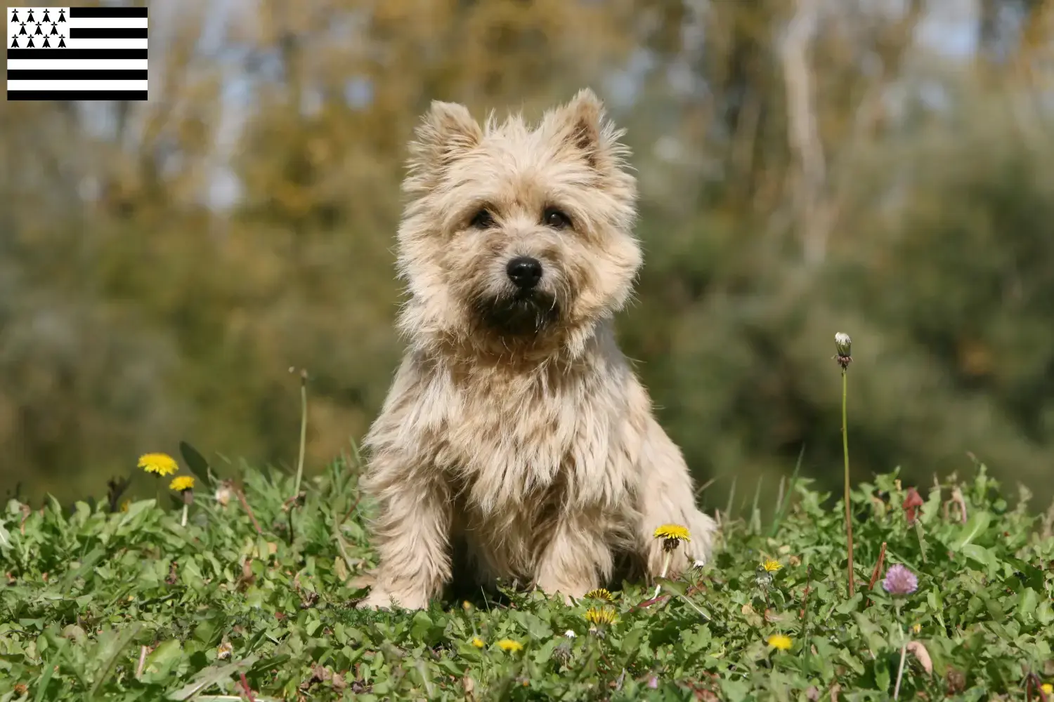Cairn Terrier puppies and breeder Bretagne Find Cairn Terrier breeders in Brittany .
