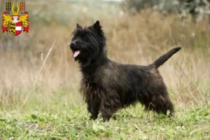Read more about the article Cairn Terrier breeders and puppies in Carinthia