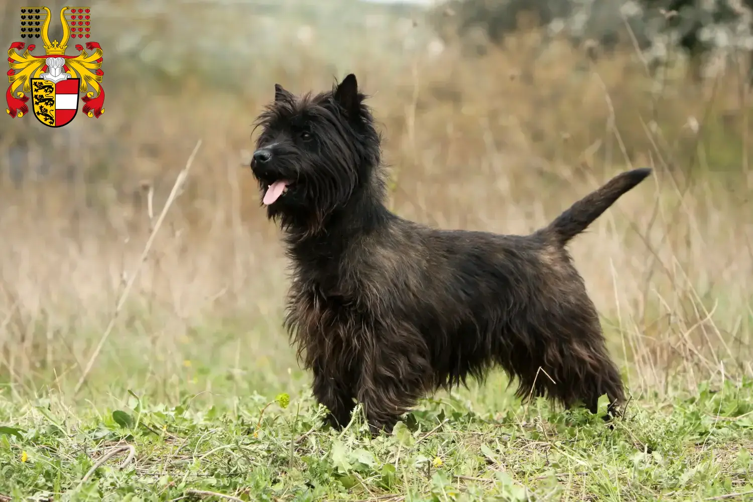 Cairn Terrier puppies and breeders Carinthia Find Cairn Terrier breeders in Carinthia.