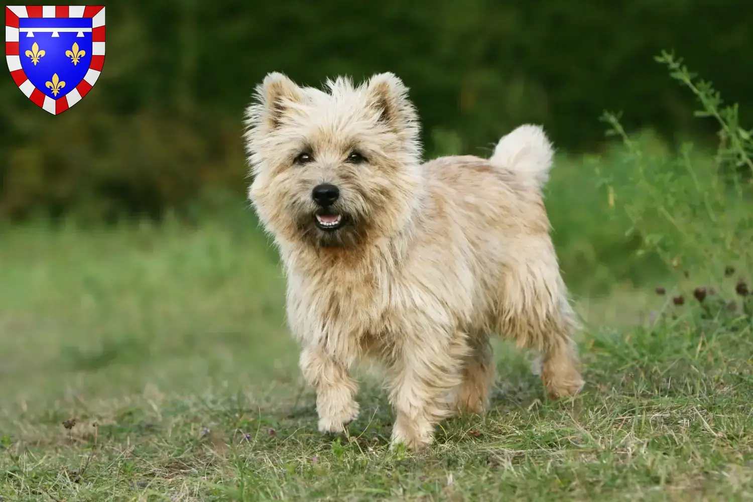 Cairn Terrier puppies and breeders Centre-Val de Loire Find Cairn Terrier breeders in Centre-Val de Loire here.