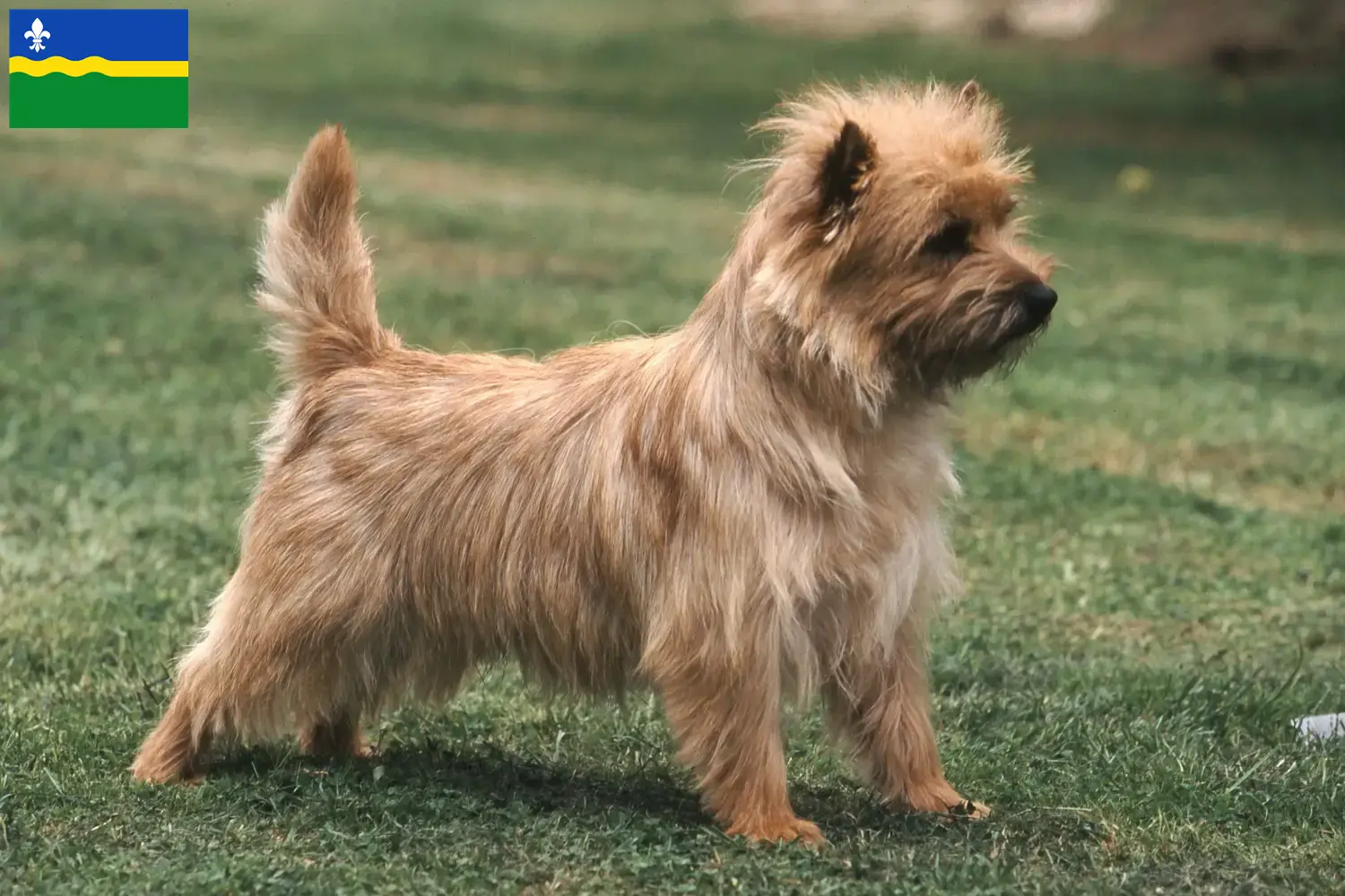Cairn Terrier puppies and breeders Flevoland Find Cairn Terrier breeders in Flevoland.
