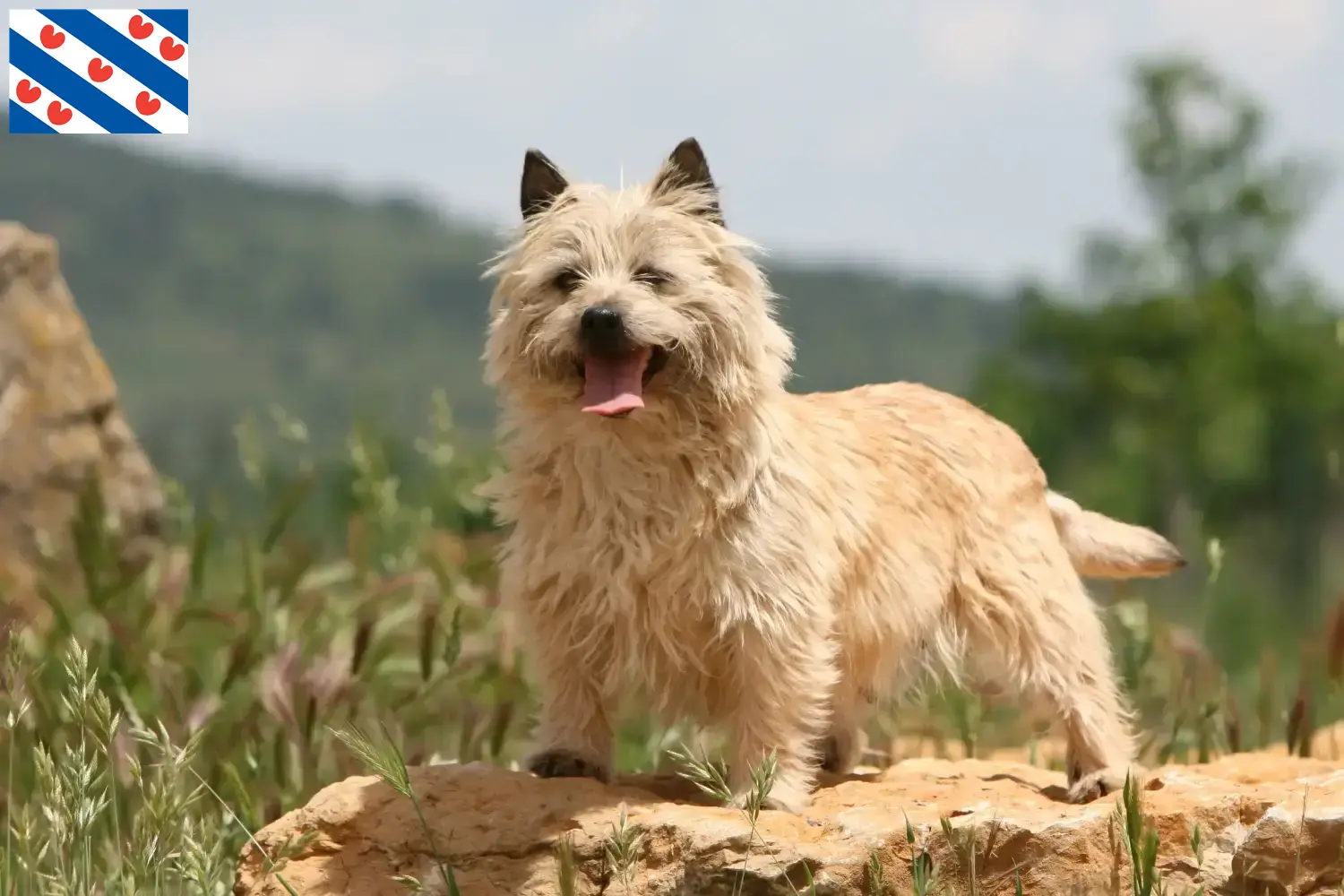 Cairn Terrier puppies and breeders Friesland Find Cairn Terrier breeders in Friesland.