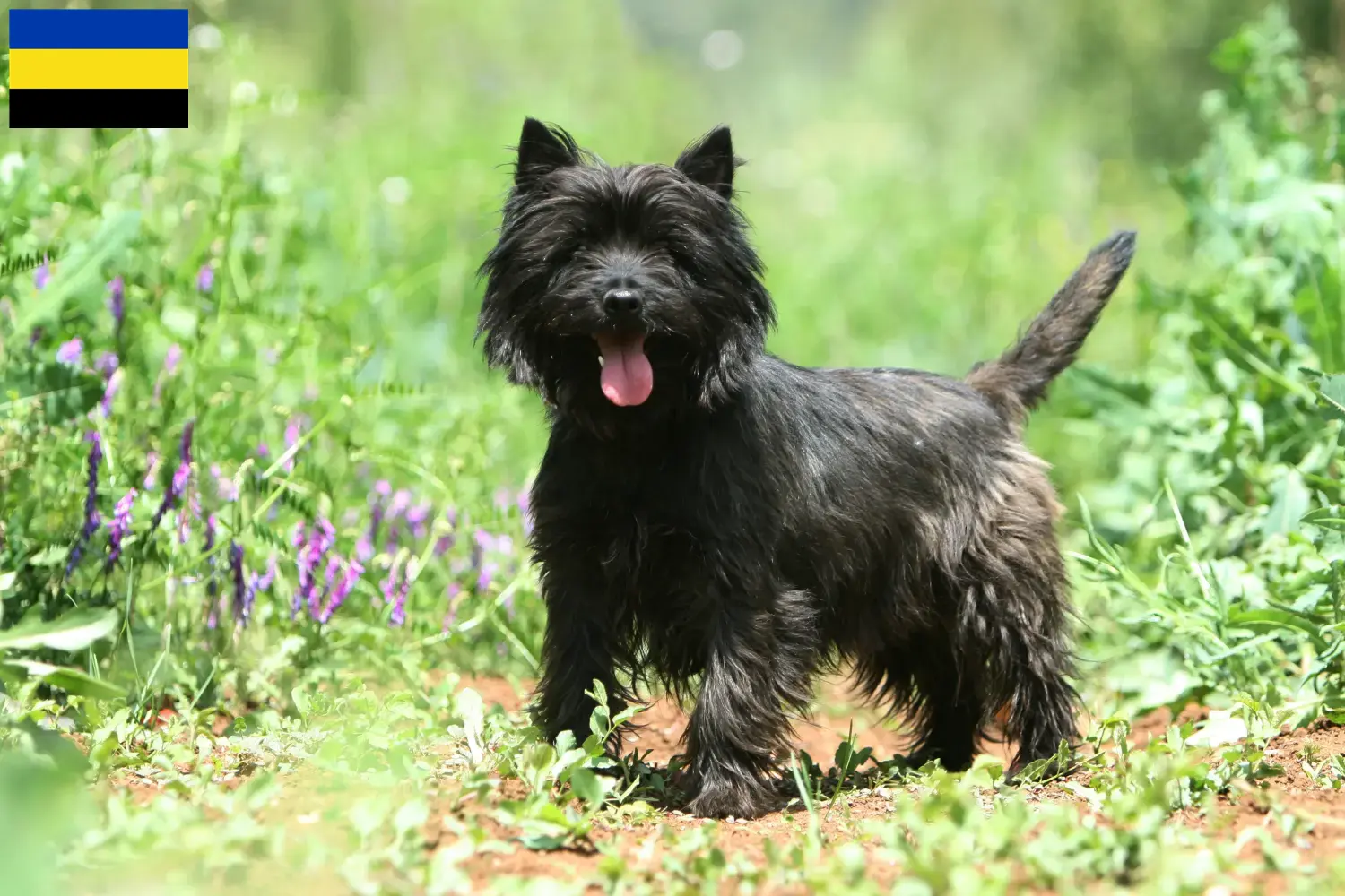 Cairn Terrier puppies and breeders Gelderland Find Cairn Terrier breeders in Gelderland.