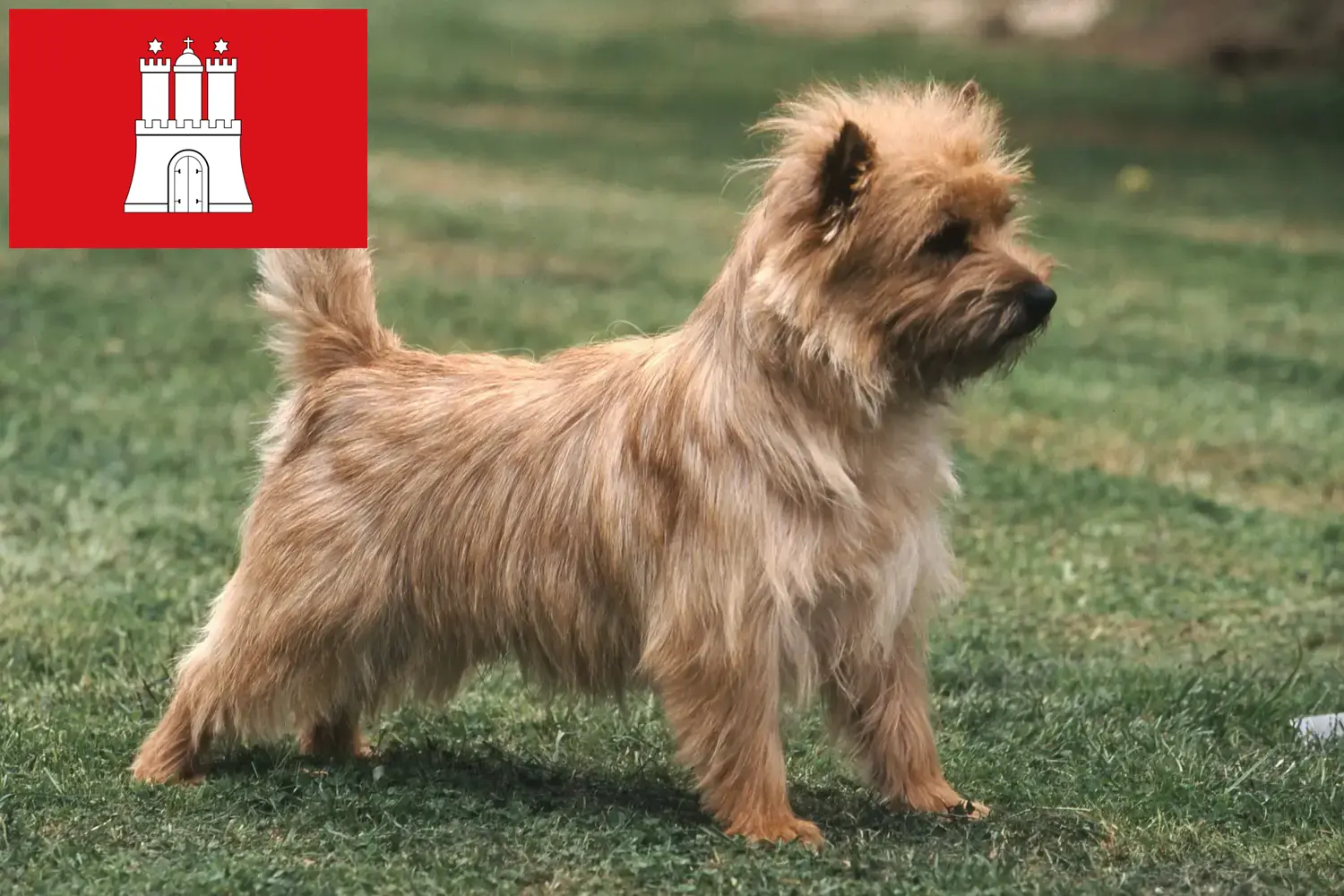 Cairn Terrier puppies and breeders Hamburg Find Cairn Terrier breeders in Hamburg.
