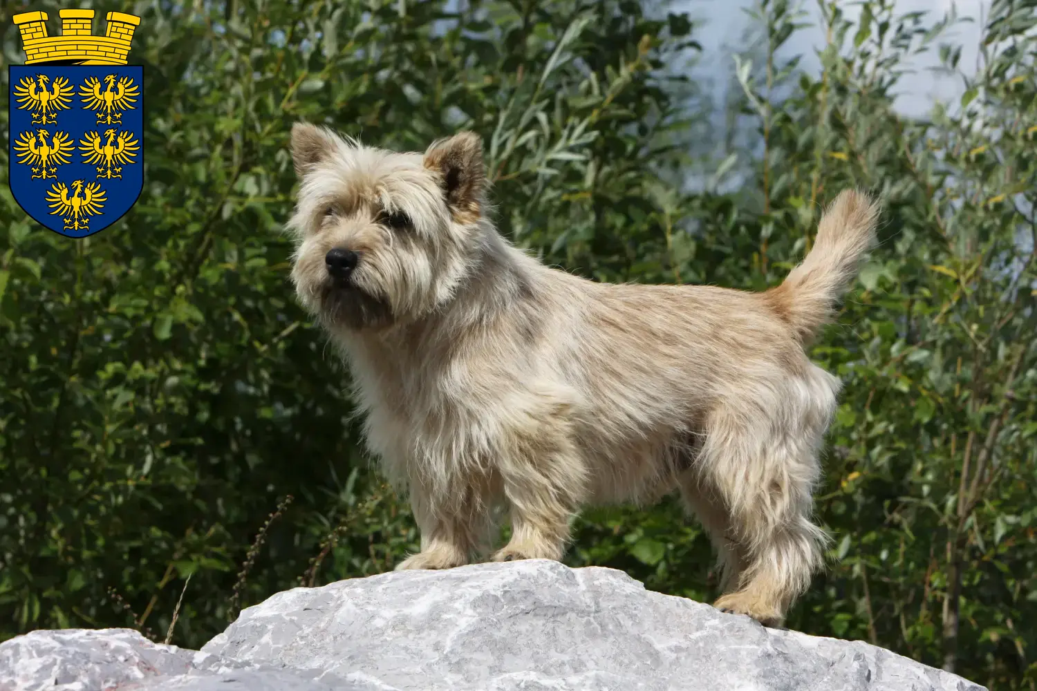 Cairn Terrier puppies and breeders Lower Austria Here you can find Cairn Terrier breeders in Lower Austria.
