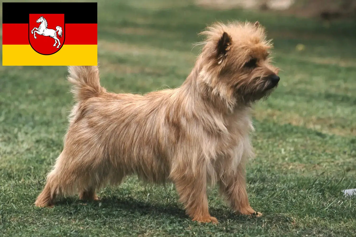 Cairn Terrier puppies and breeders Lower Saxony Here you can find Cairn Terrier breeders in Lower Saxony.