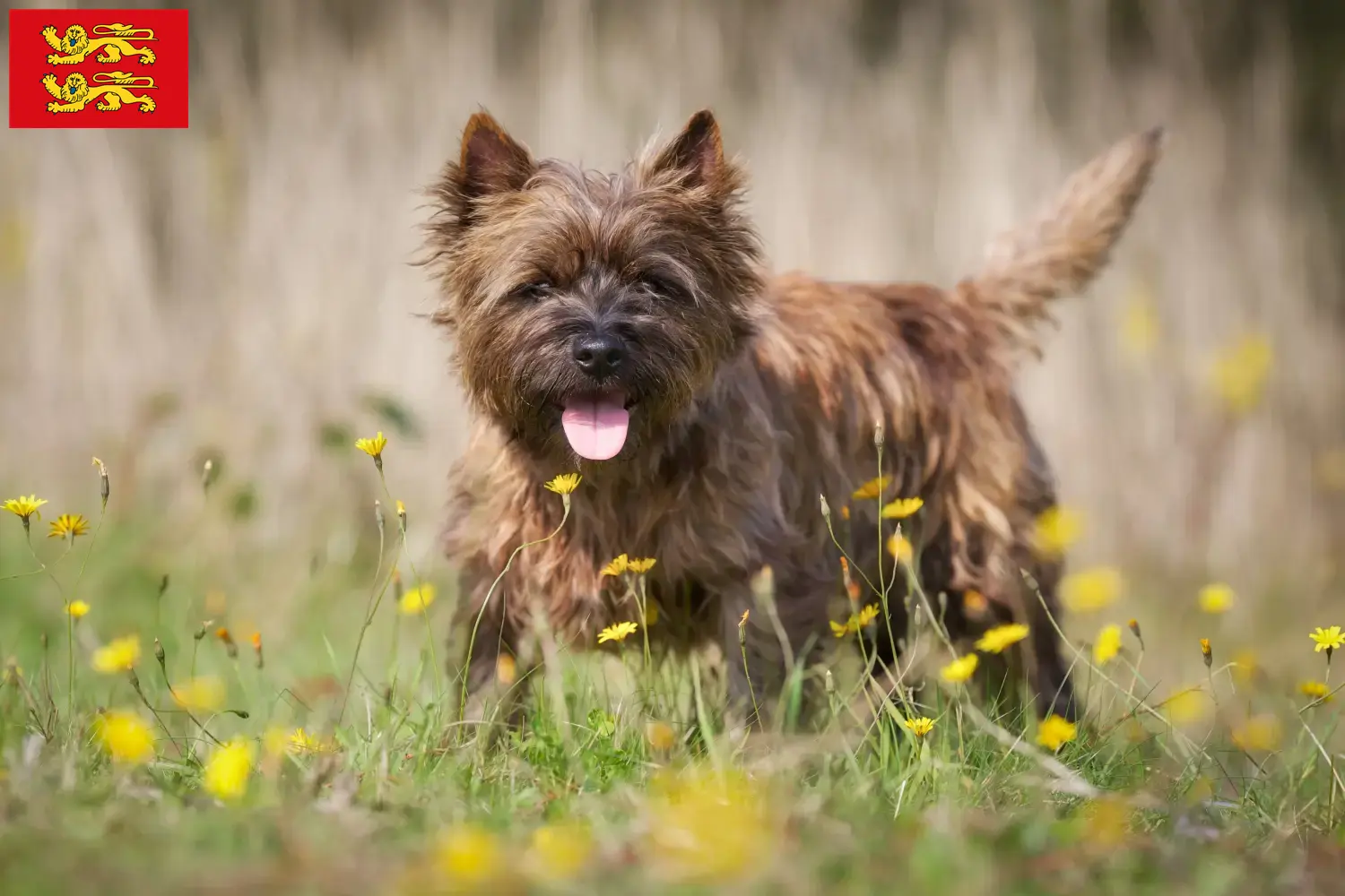 Cairn Terrier puppies and breeders Normandy Find Cairn Terrier breeders in Normandy.